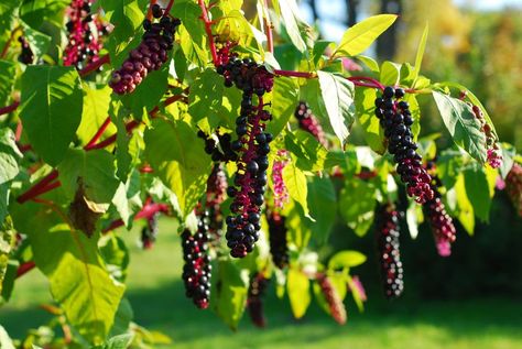 Poke Berries, Poke Plant, Poke Berry, Poke Root, Poke Salad, Medicinal Wild Plants, Wild Food Foraging, Edible Wild Plants, Medicinal Herb