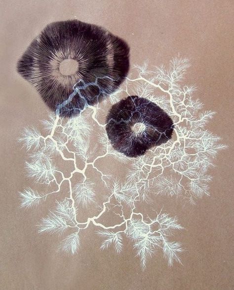 Spore Print Tattoo, Spore Print Art, Mycelium Art, Spore Prints, Spore Print, Textiles Sketchbook, Geometry In Nature, Art Alevel, Shadow Art