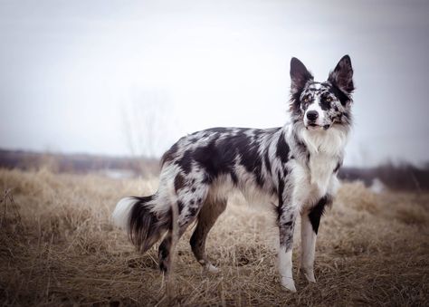 Slate Merle Border Collie, Blue Merle Border Collie Puppy, Border Collie Merle, Blue Merle Collie, Blue Merle Border Collie, Merle Border Collie, Collie Puppies, Herding Dogs, Really Cute Dogs