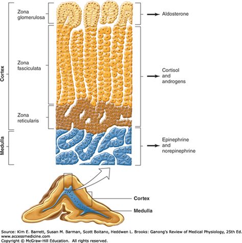 The Adrenal Medulla & Adrenal Cortex | Basicmedical Key Adrenal Medulla, Adrenergic Receptors, Adrenal Cortex, Adrenal Glands, Skeletal Muscle, Cell Biology, Biology, Key