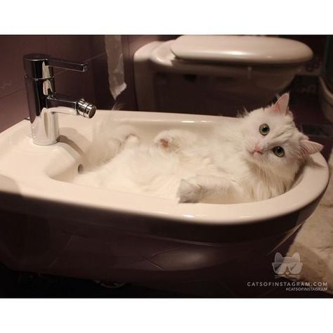 #cat Cat Bathtub, Cat In Bathtub, Cute Cat Photos, Cat Photos, White Cats, Lingerie Shop, Sweet Animals, Cat Theme, For Cats