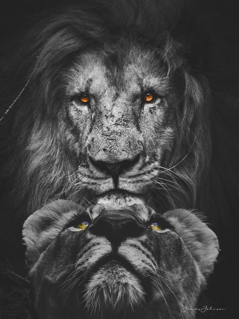 The Protector by James Johnson | Lion tattoo design, Lion tattoo sleeves, Lion images Protective Lion Tattoo, Leon Poster, Black Hd Wallpaper Iphone, Lion Art Tattoo, Lion Live Wallpaper, Lion Tattoo Sleeves, Wild Animal Wallpaper, Black Hd Wallpaper, Lion Head Tattoos