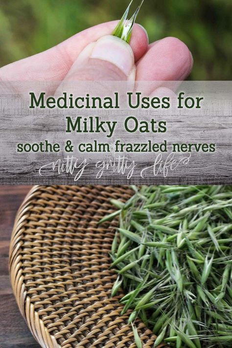 More than just oatmeal - oats, milky oat tops & oatstraw are highly medicinal, soothing and calming frazzled nerves, inflamed, itchy skin, & digestive troubles. Learn how to make a milky oats top tincture! #milkyoats #herbalmedicine #oatstraw #nervineherbs #milkyoatstincture Milky Oat Tops, Oatstraw Benefits, Milky Oats, Herbal Alchemy, Medicinal Herbs Remedies, Medicinal Wild Plants, Oat Straw, Yin Energy, Herbal Health