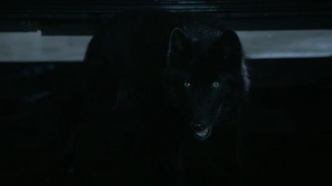 Theo Raeken wolf shape Theo Raeken Wolf Form, Theo Raeken, Wolf Tattoo, Black Wolf, Teen Wolf, Quick Saves, Black