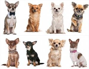 tipos de chiuahuas Pet Corner, Chihuahua Lover, Chihuahua, Hello Kitty, I Hope, Kitty, Pet, Dogs, Animals