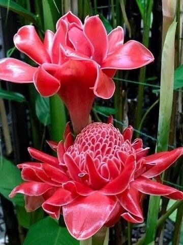 Bunga Kantan, Torch Ginger Flower, Torch Ginger, Ginger Plant, Ginger Flower, Weird Plants, Unusual Plants, Unusual Flowers, Rare Flowers