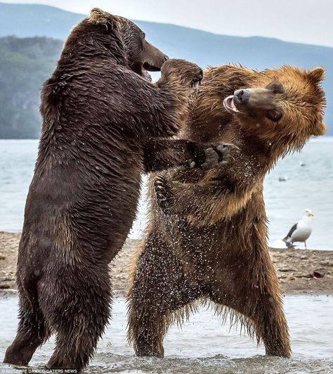 Stunning photographs captured two huge bears laying into each other at a Russian lake known for being a salmon breeding site. Two Bears, Photo Animaliere, Wildlife Pictures, Brown Bears, Animal Magic, Bear Pictures, Lake Park, Wildlife Photos, Grizzly Bear