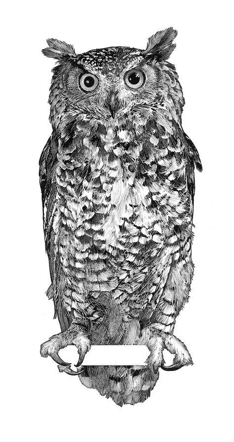 Great Grey Owl Drawing, Line Drawings Of Animals, Owl Pen Drawing, Owl Ink Drawing, Owl Sketch Drawing, Owl Illustration Art, Engraving Portrait, Owl Drawings, Pen And Ink Watercolor