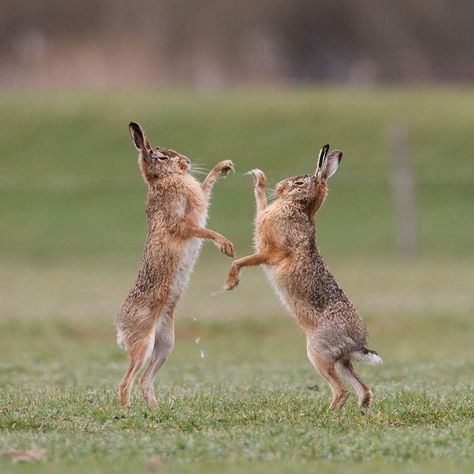 Head Drawings, Boxing Hares, Hare Pictures, Animal Photography Dogs, Pottery Tiles, Hokey Pokey, Crazy Animals, Wild Hare, Wild Rabbit