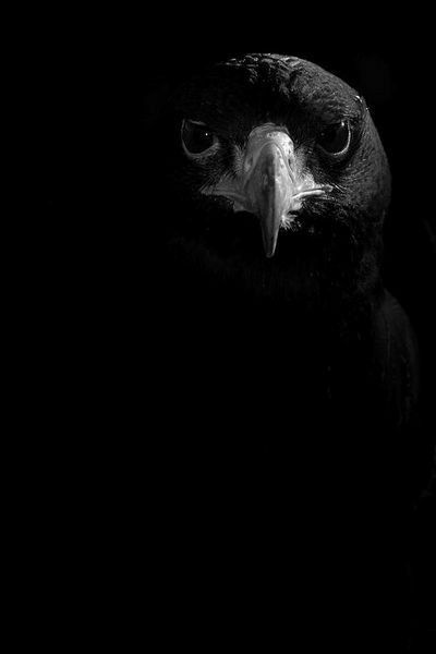 Regard Animal, Crows Ravens, Foto Art, Black Paper, Birds Of Prey, White Photo, Shades Of Black, Black Is Beautiful, Black Aesthetic