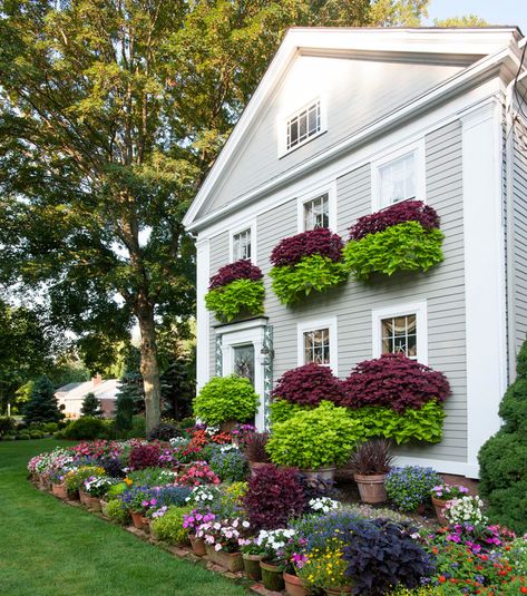 Coleus Window Boxes, Sweet Potato Vine Window Boxes, Sweet Potato Vine Planter, Window Box Planters, Accent Plants, Fall Window Boxes, Box Planters, Window Box Plants, Garden Container