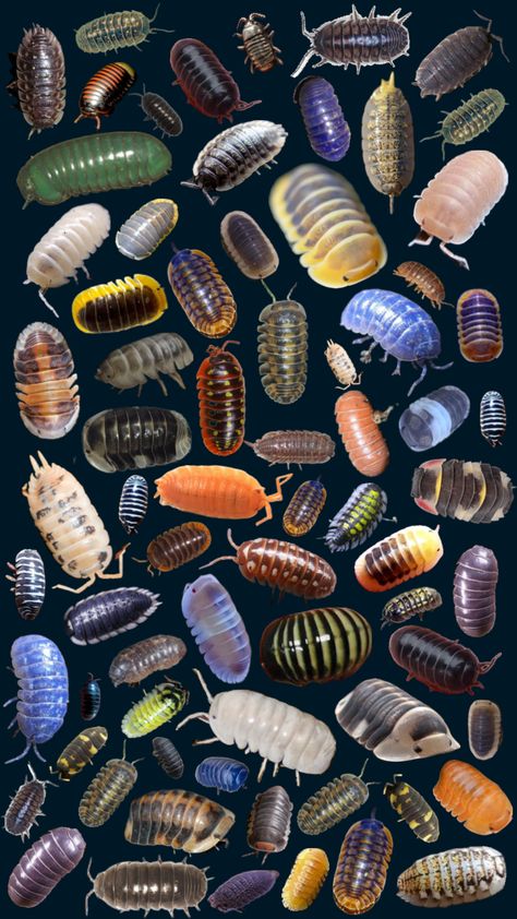 #myfirstshuffle Morphing Art, Insect Wallpaper, Bug Wallpaper, Pill Bug, Cool Insects, Cool Bugs, Nature Posters, Little Critter, Art Wallpaper Iphone