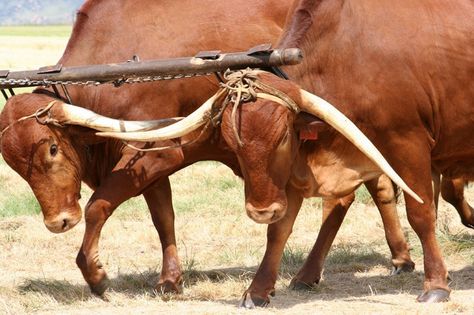 Afrikaners in werking. Afrikaner Cattle, Livestock Animals, Liver Fluke, Nguni Cattle, Village Architecture, Water Village, White Horns, Beef Farming, Brahma Bull