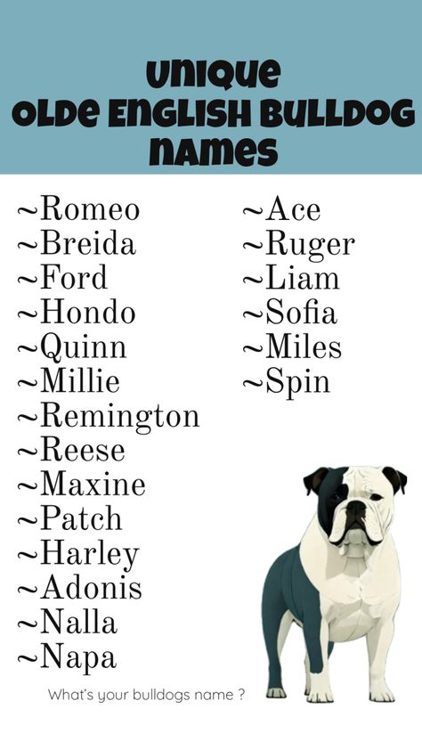 Unique Olde English Bulldog names.  Also unique Bulldog names English Bulldog Names, Bulldog Names, English Bulldog, Dog Names, Bulldog, Dogs