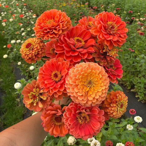 Orange Zinnia Flowers, Zinnia Flower Aesthetic, Orange Garden Flowers, Zinnia Aesthetic, Fall Zinnias, Zinnias Garden Ideas, Cut Flower Garden Layout, Zinnias Garden, Flower Zinnia