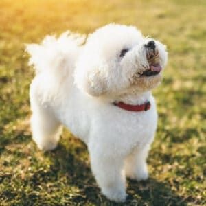 Bishon Dogs, White Dog, Bichon Frise, Dog Breeds, Dogs, White