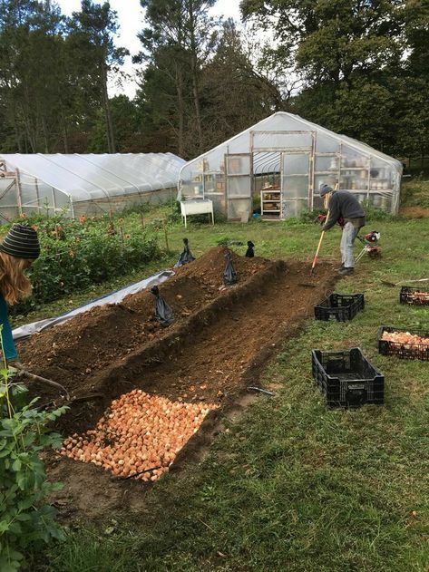 Cut Flower Farm, Planting Tulips, Garden Wallpaper, Market Garden, Flower Farmer, Cut Flower Garden, Garden Cottage, Greenhouses, Farm Gardens