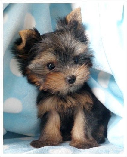 puppy Toy Yorkie, Mini Puppies, Toy Dog, Yorkie Puppy, Sweet Animals, Cute Creatures, Yorkshire Terrier, 귀여운 동물, Animals Friends