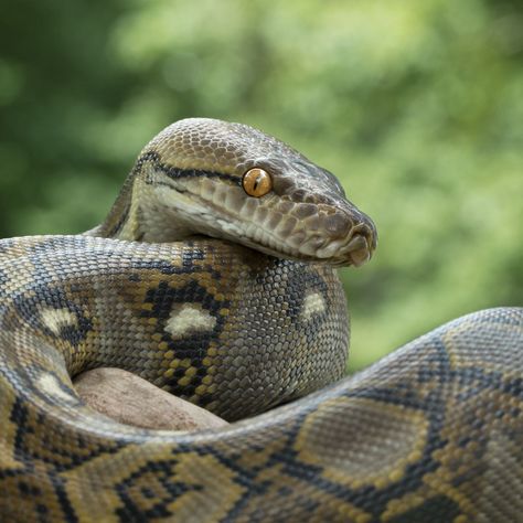 Anaconda Verde, Python Libraries, Green Anaconda, Snake Facts, Reticulated Python, Burmese Python, Largest Snake, Boa Constrictor, Long Snake