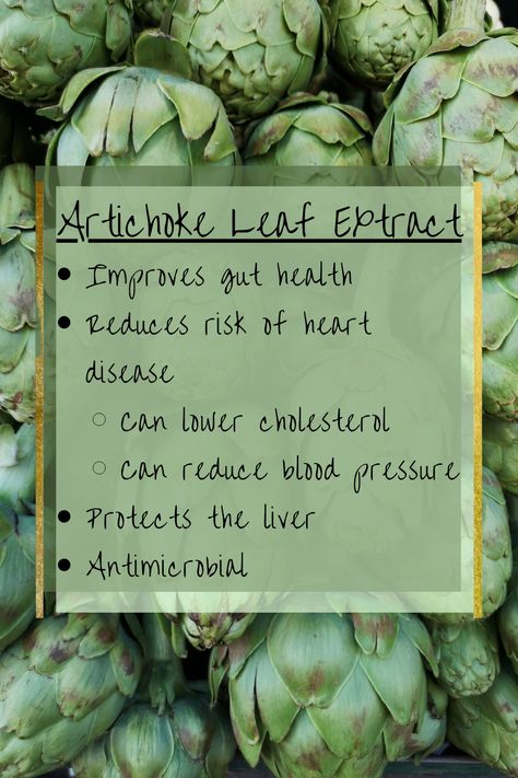 Artichoke Leaf Extract Benefits, Artichoke Extract Benefits, Artichoke Extract, Improve Gut Health, Lower Blood Sugar, High Cholesterol, Lower Cholesterol, Blood Sugar Levels, Blood Sugar