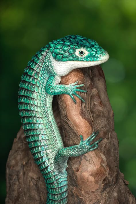 Mexican alligator lizard - Jim Zuckerman Photography #lizards #reptile Lizard Reference, Reptile Photography, Cute Lizards, Alligator Lizard, Dragon Reference, Dragon Inspiration, Colorful Lizards, Pet Lizards, Cute Lizard