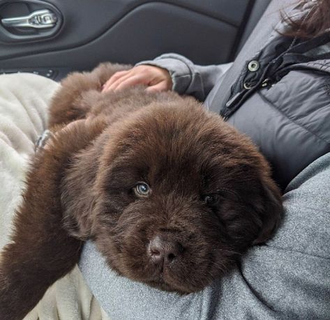 New Foundland Dog Puppy, Brown Newfoundland Puppy, Newfoundland Puppy Brown, Newfiepoo Dogs, New Finland Dog, New Foundland Puppy, Grey Newfoundland Dog, New Found Land Dog, Newfoundland Dog Brown