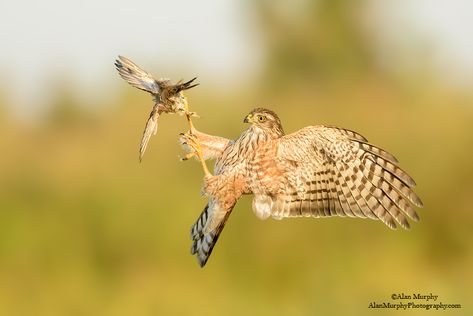 Sharp-shinned Hawk (Accipiter striatus) by Alam Murphy Raptor Bird Of Prey, Sharp Shinned Hawk, Eastern Screech Owl, Raptors Bird, Sparrowhawk, Hawk Bird, Screech Owl, Power Animal, Bird Pictures