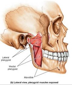 Mastication Muscles Anatomy, Medial Pterygoid Muscle, Pterygoid Muscle, Neck Muscle Anatomy, Xiphoid Process, Sternocleidomastoid Muscle, Thoracic Cavity, Parotid Gland, Human Muscle Anatomy