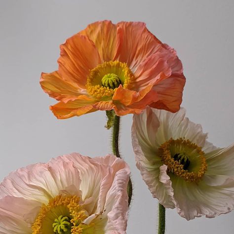 Icelandic Poppies, Poppy Bouquet, Wild Poppies, Pink Poppies, Floral Photography, Big Flowers, Poppy Flower, Flower Pictures, Amazing Flowers