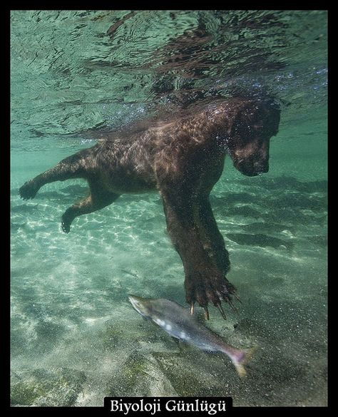 katmai national park | Underwater Brown Bear, Katmai National Park, Alaska Bear Catching Salmon, Beruang Grizzly, Animals Hunting, Bear Fishing, Katmai National Park, Fishing Photography, Brown Bears, Grizzly Bear, Animal Planet