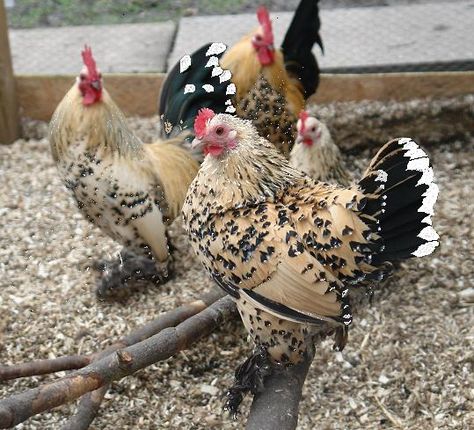 Sablepoot / Booted Bantam. Would be ideal for us & shouldn't do too much damage in the garden (hopefully!!!) Booted Bantam Chicken, Dual Purpose Chicken Breeds, Black Orpington Chickens, How To Keep Chickens, Friendliest Chicken Breeds, Buff Orpington Chickens, Australorp Chicken, Chicken Facts, Live Chicken