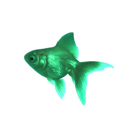 Fish Widget Icon, Fish Aesthetic Icon, Fish Widget Blue, Fish Png Aesthetic, Green Fish Aesthetic, Teal Aesthetic Stickers, Betta Fish White Background, Tags Png, Kawaii Green