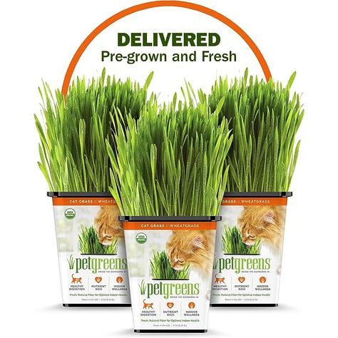 Amazon.com : cat treats Pet Grass, Cat Grass, Indoor Cats, Healthy Eyes, Natural Cat, Pet Wellness, Wheat Grass, Organic Living, Grass Seed