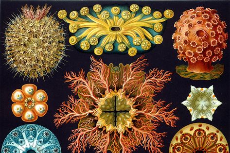 Morphic Resonance & Morphic Fields: Collective Memory & the Habits of Nature – New Dawn: The World's Most Unusual Magazine Under The Sea Bulletin Board, Mati Klarwein, Sea Bulletin Board, Morphogenetic Field, Sea Squirts, Shell Cottage, Picture To Burn, Sea Squirt, James Ensor