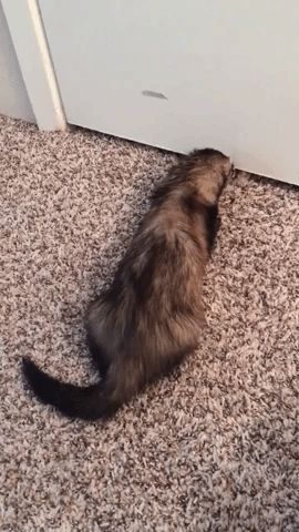 My ferret was so excited to meet my cat that she wagged her tail! Tail Wagging, Cuddly Animals, Cat Tail, Kitten Cat, My Cat, Ferret, Cat Photo, Cat Day, To Meet