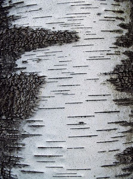 Silver Birch Tree Texture Fairy Trees, Silver Birch Tree, Nature Shapes, Texture Nature, Tree Texture, September Themes, Tree Bark Texture, Tree Textures, Texture Inspiration