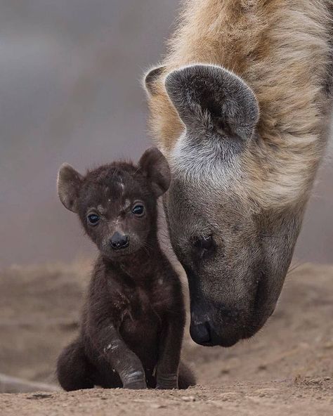 Hyena cub with mom 🔥 (by redditor Jakunai) | Follow @DidntKnowThatExisted or visit our community…” Wild Dogs, Hyena, African Animals, Sweet Animals, Animal Planet, Animal Photo, Nature Animals, 귀여운 동물, Animals Friends