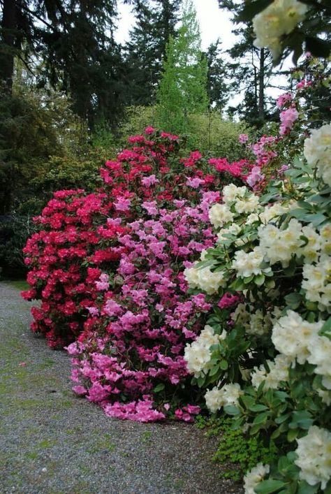 Azealia Garden Azelia Bush Planting, Azealia Flower, Glossy Abelia, Azalea Border, Azelia Bush White, Southern Landscaping, Wral Azalea Gardens, Southern Living, Spring Blooms