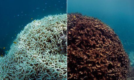 Coral Watch investigator reports ‘shocking’ lack of fish and says the surviving corals are continuing to bleach, even during winter Coral Reef Bleaching, Ocean Acidification, After Earth, Coral Bleaching, Ted Bundy, The Great Barrier Reef, The Weather Channel, Marine Biology, Great Barrier Reef