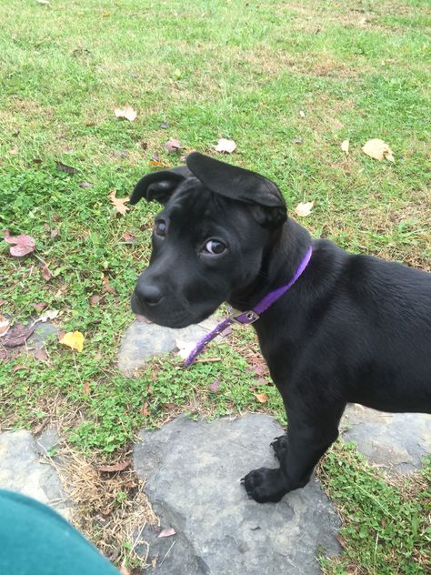 10 week old black lab and pit bull mix. Lab Pitbull Mix Puppy, Pitbull Mix Puppies, Blue Nose Pitbull, Black Pit, Pit Bull Mix, Dog Shaming, Pitbull Puppy, Bull Terrier Mix, Lab Puppies