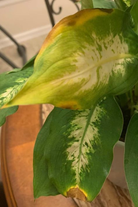 10 Causes of Dieffenbachia Leaves Turning Brown (And Solutions) – Garden For Indoor Difenbachia Plant Care, Definbachia Plant Care, Dieffenbachia Plant Care, Deffienbachia Plant, Difenbachia Care, Dieffenbachia Houseplant Plant Care, Brown Leaves On Plants Houseplant, Dumbcane Plant Indoor, Diffenbachia Care