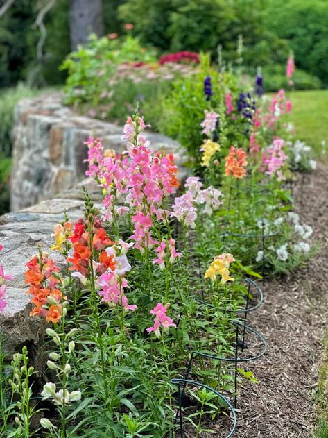 Save time and room when starting flower or vegetable seeds indoors. Learn how to winter sow seeds outdoors with these simple tips. And be sure to check out the end of the post for an update on how easy and successful it was to do. #startseeds #gardentips #gardeninspiration #wintersow #wintersowseeds #seedstarting #howtostartseed #sowingseeds #flowergarden #cutflowergarden #cottagegarden #vegetablegarden #herbgarden #plantingideas #gardenideas #gardenimages Spider Plant Care, Modern Gardening, Snapdragon Flowers, Hydrangea Care, Starting A Garden, Cut Flower Garden, Garden Images, Healthy Garden, Flower Patch