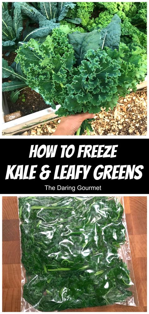 Freezing kale and other leafy greens couldn't be simpler!  We'll show you how to freeze kale and other leafy greens so you can enjoy their freshness and nutrition all year round! Can You Freeze Kale, How To Freeze Kale, Farm Stead, Freezing Food Guide, Freezing Veggies, Leafy Greens Recipes, Daring Gourmet, Homestead Projects, Freezing Kale