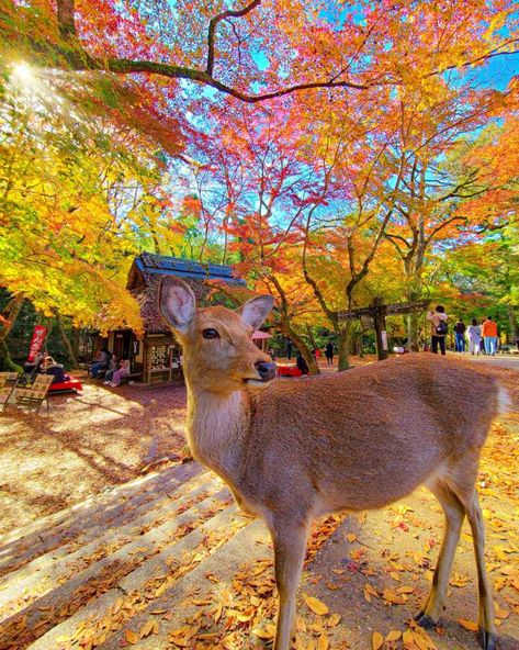 Nara Park, Japan Autumn, Travel Inspo, Nara, Tokyo Japan, Autumn Leaves, Deer, Tokyo, Japan