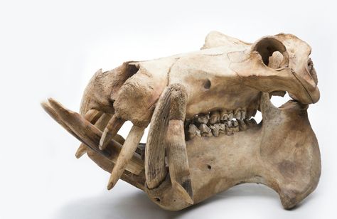 Hippo skull Hippo Skull, Animal Skeletons, Vulture Culture, Animal Anatomy, Anatomy For Artists, Animal Skulls, Hippopotamus, School Art, Skull And Bones