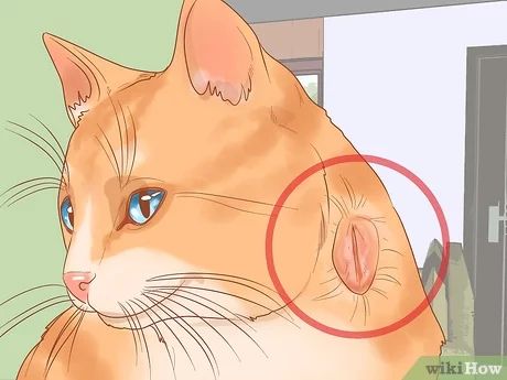 How To Heal A Cat Wound, Cat Wound Care, Cat Scratches On Skin, Cat Injuries, Cat Wounds, Cat Remedies, Cat Medicine, Cat Communication, Pet Diy