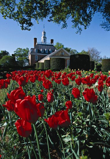 Colonial Williamsburg Gardens, Virginia Williamsburg Gardens, Virginia Williamsburg, Williamsburg Decor, Colonial Williamsburg Va, Coastal Virginia, Colonial Williamsburg Virginia, Colonial Garden, Williamsburg Virginia, Palace Garden