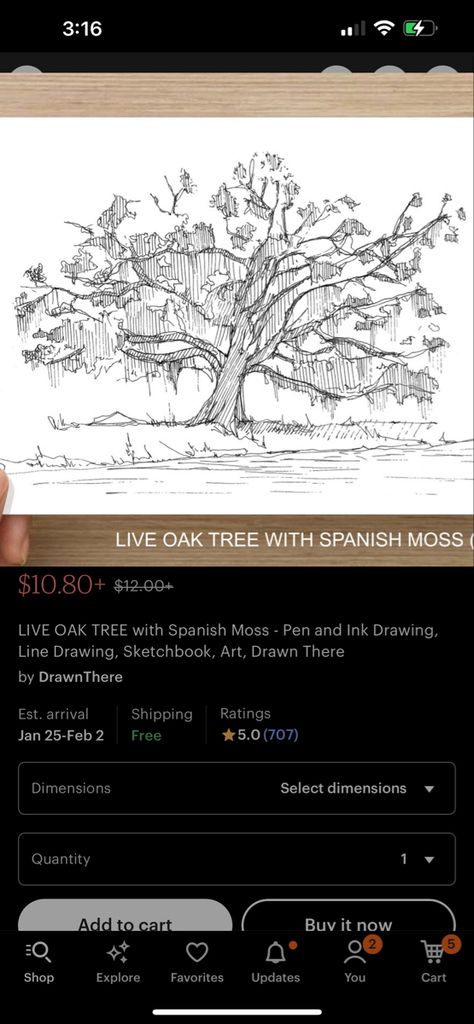 Spanish Moss Trees, Flexible Furniture, Live Oak Trees, Live Oak, Spanish Moss, Classroom Setting, Oak Tree, Ink Pen Drawings, Ink Drawing