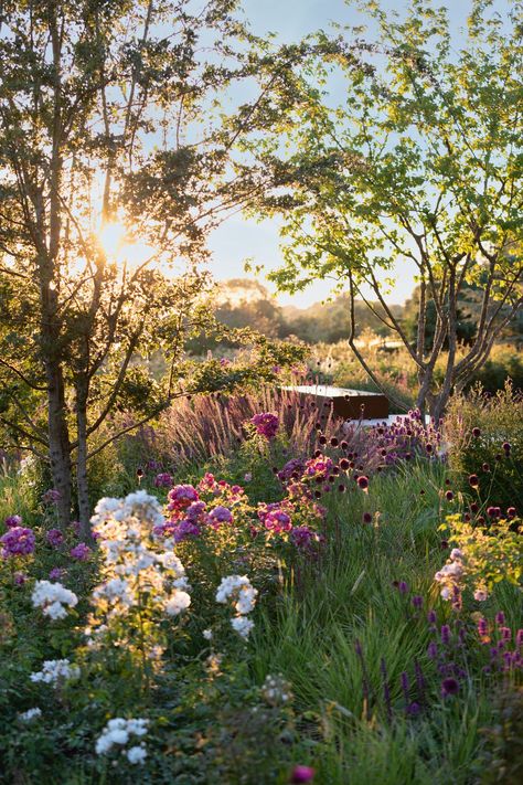 A harmonious naturalistic garden deep in the Cambridgeshire fens | House & Garden Naturalistic Garden Design, Limestone Gravel, Molinia Caerulea, 18th Century Landscape, Purple Salvia, Contemporary Gardens, Calm Life, Naturalistic Garden, Meadow Garden