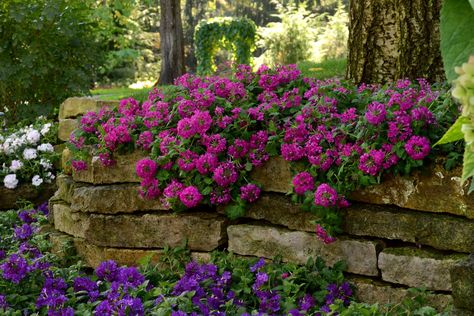 Trailing Verbena Varieties | New Coleus Varieties Deer Resistant Garden, Southern Living Plants, Purple Garden, Flower Landscape, Tree Seeds, Foliage Plants, Landscaping With Rocks, Flowers Perennials, Annual Plants